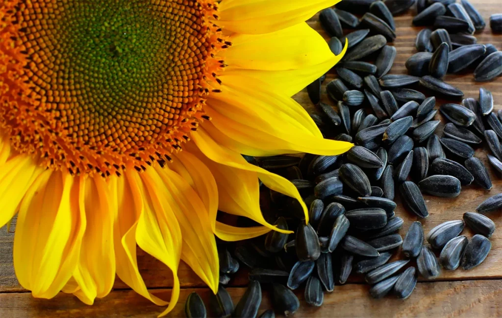 sunflower seeds from Russia Global Trading Technologies LLC